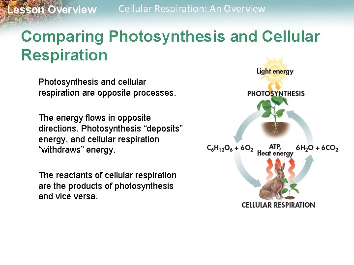 Lesson Overview Cellular Respiration: An Overview Comparing Photosynthesis and Cellular Respiration Photosynthesis and cellular