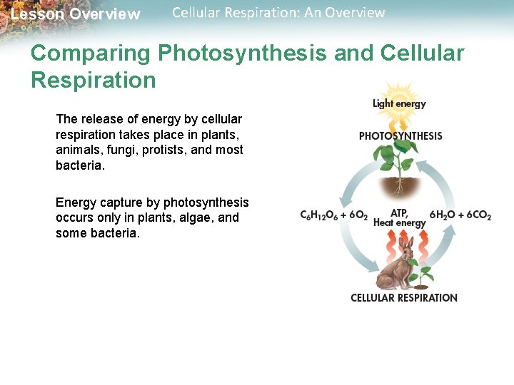 Lesson Overview Cellular Respiration: An Overview Comparing Photosynthesis and Cellular Respiration The release of