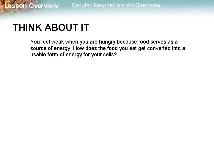 Lesson Overview Cellular Respiration: An Overview THINK ABOUT IT You feel weak when you