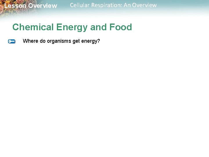 Lesson Overview Cellular Respiration: An Overview Chemical Energy and Food Where do organisms get