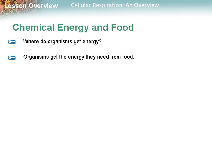 Lesson Overview Cellular Respiration: An Overview Chemical Energy and Food Where do organisms get