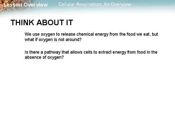 Lesson Overview Cellular Respiration: An Overview THINK ABOUT IT We use oxygen to release
