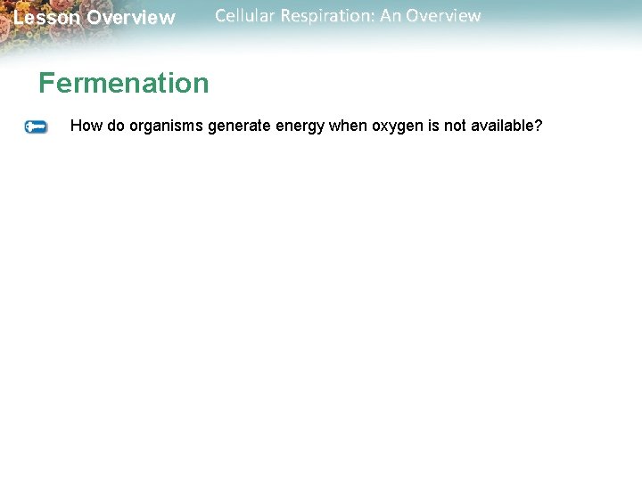 Lesson Overview Cellular Respiration: An Overview Fermenation How do organisms generate energy when oxygen