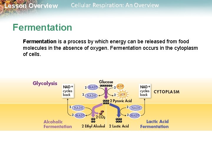 Lesson Overview Cellular Respiration: An Overview Fermentation is a process by which energy can
