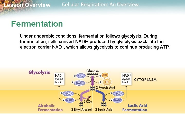 Lesson Overview Cellular Respiration: An Overview Fermentation Under anaerobic conditions, fermentation follows glycolysis. During
