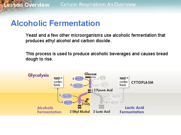 Lesson Overview Cellular Respiration: An Overview Alcoholic Fermentation Yeast and a few other microorganisms
