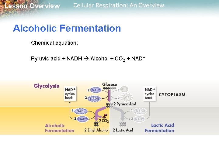 Lesson Overview Cellular Respiration: An Overview Alcoholic Fermentation Chemical equation: Pyruvic acid + NADH