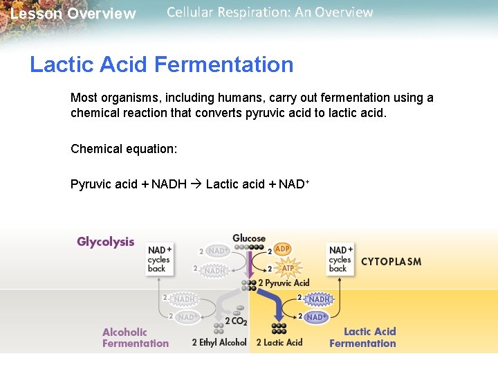 Lesson Overview Cellular Respiration: An Overview Lactic Acid Fermentation Most organisms, including humans, carry