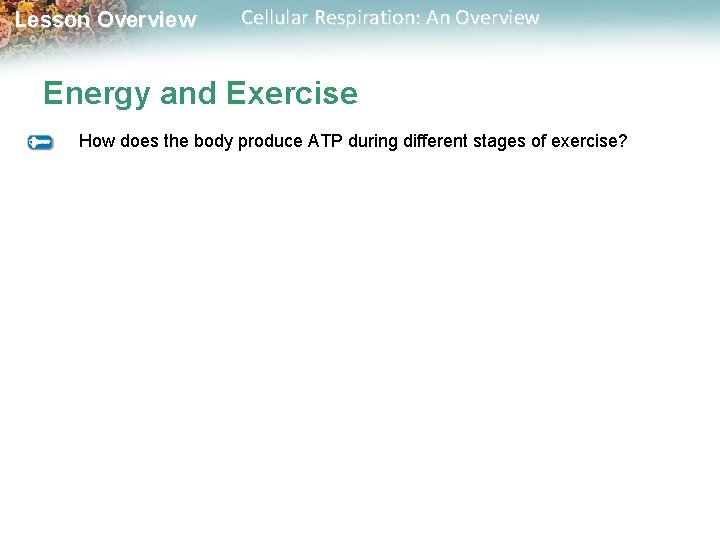 Lesson Overview Cellular Respiration: An Overview Energy and Exercise How does the body produce
