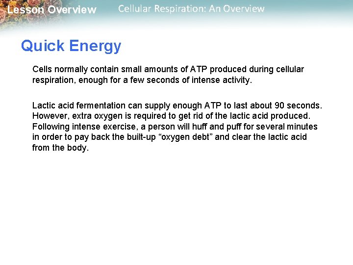 Lesson Overview Cellular Respiration: An Overview Quick Energy Cells normally contain small amounts of