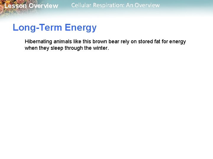 Lesson Overview Cellular Respiration: An Overview Long-Term Energy Hibernating animals like this brown bear