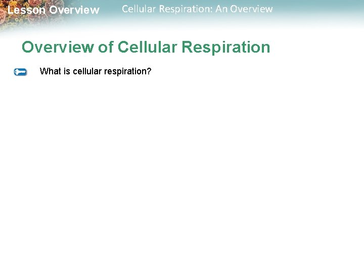 Lesson Overview Cellular Respiration: An Overview of Cellular Respiration What is cellular respiration? 