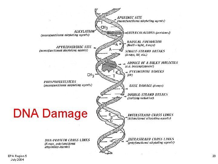 DNA Damage EPA Region 5 July 2004 20 