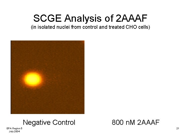 SCGE Analysis of 2 AAAF (in isolated nuclei from control and treated CHO cells)