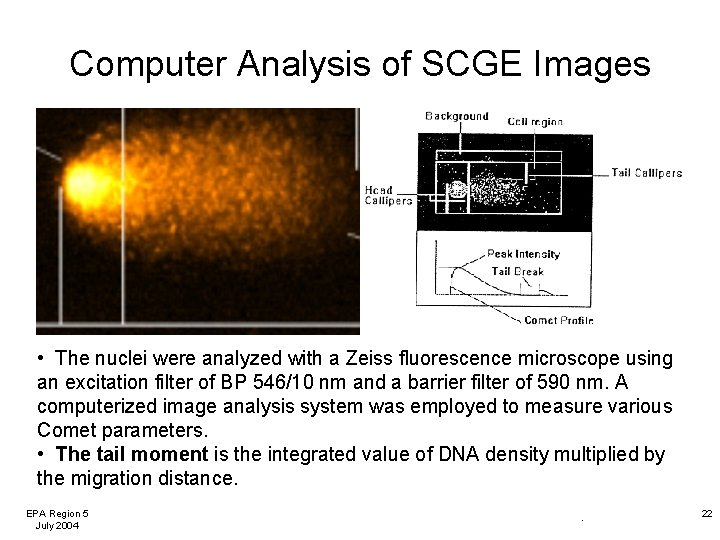 Computer Analysis of SCGE Images • The nuclei were analyzed with a Zeiss fluorescence