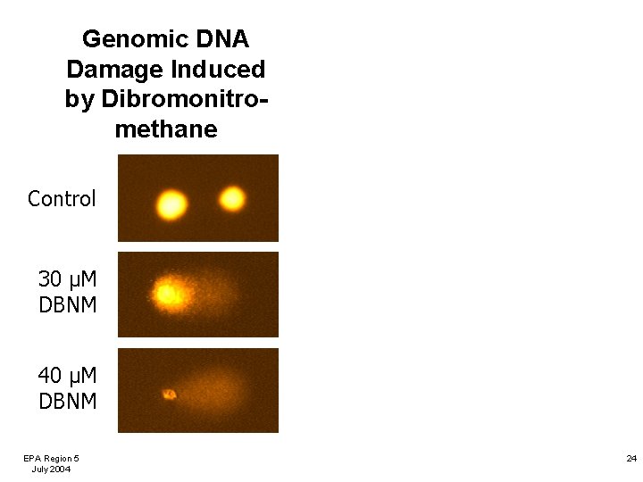 Genomic DNA Damage Induced by Dibromonitromethane Control 30 µM DBNM 40 µM DBNM EPA