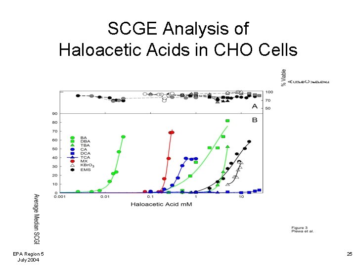 SCGE Analysis of Haloacetic Acids in CHO Cells EPA Region 5 July 2004 25