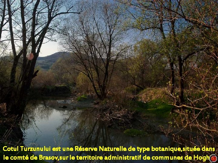 Cotul Turzunului est une Réserve Naturelle de type botanique, située dans Forêt, Cotul Turzunului