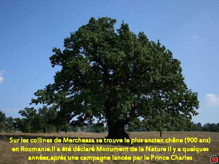 Sur les collines de Mercheasa se trouve le plus ancien chêne (900 ans) en