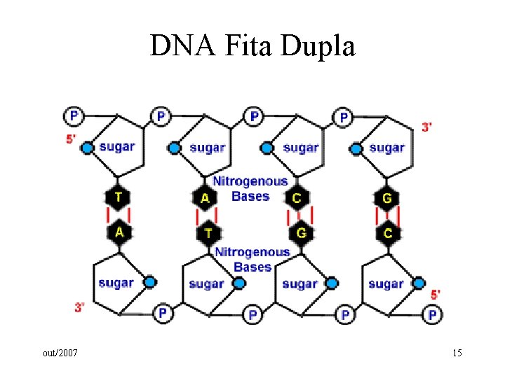 DNA Fita Dupla out/2007 15 DNA Fita Dupla out/2007 15