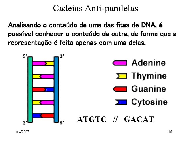 Cadeias Anti-paralelas Analisando o conteúdo de uma das fitas de DNA, é possível conhecer Cadeias Anti-paralelas Analisando o conteúdo de uma das fitas de DNA, é possível conhecer