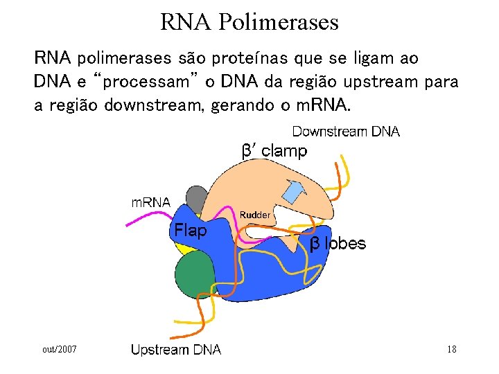 RNA Polimerases RNA polimerases são proteínas que se ligam ao DNA e “processam” o RNA Polimerases RNA polimerases são proteínas que se ligam ao DNA e “processam” o