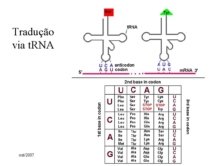 Tradução via t. RNA out/2007 25 Tradução via t. RNA out/2007 25