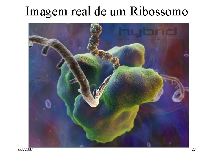 Imagem real de um Ribossomo out/2007 27 Imagem real de um Ribossomo out/2007 27