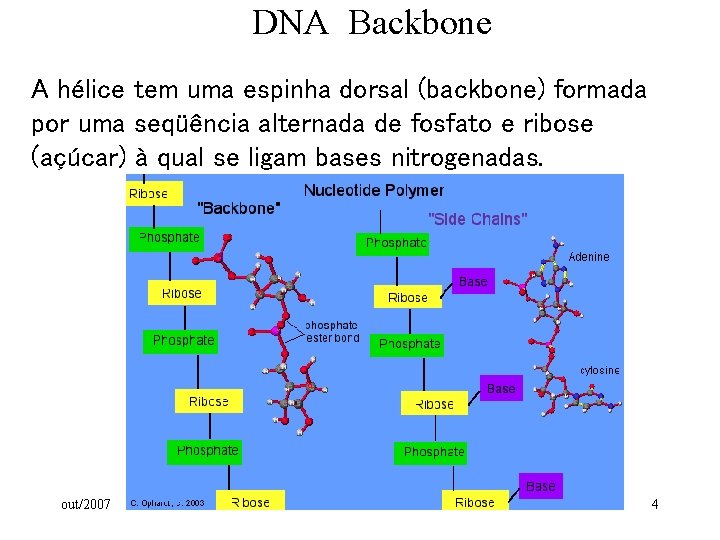 DNA Backbone A hélice tem uma espinha dorsal (backbone) formada por uma seqüência alternada DNA Backbone A hélice tem uma espinha dorsal (backbone) formada por uma seqüência alternada