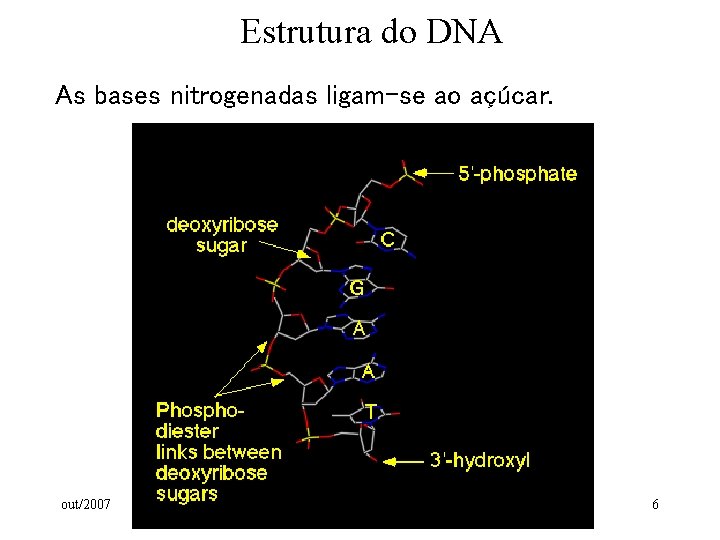 Estrutura do DNA As bases nitrogenadas ligam-se ao açúcar. out/2007 6 Estrutura do DNA As bases nitrogenadas ligam-se ao açúcar. out/2007 6
