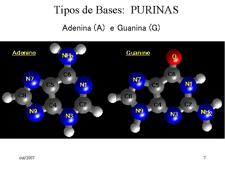 Tipos de Bases: PURINAS Adenina (A) e Guanina (G) out/2007 7 Tipos de Bases: PURINAS Adenina (A) e Guanina (G) out/2007 7