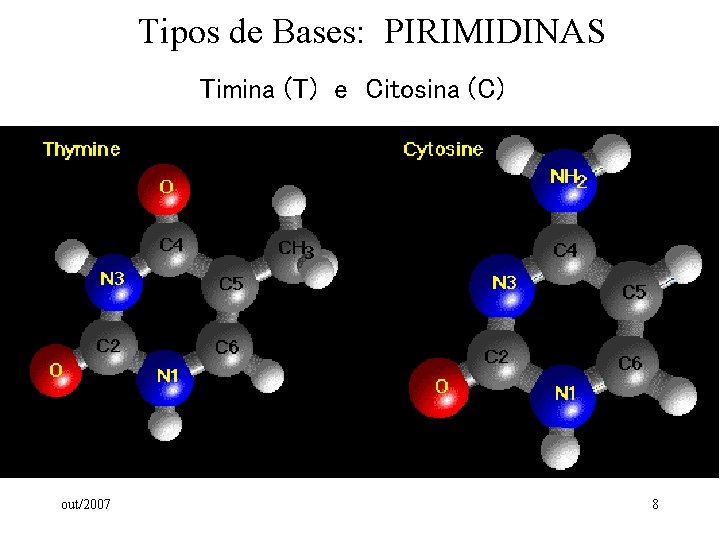 Tipos de Bases: PIRIMIDINAS Timina (T) e Citosina (C) out/2007 8 Tipos de Bases: PIRIMIDINAS Timina (T) e Citosina (C) out/2007 8