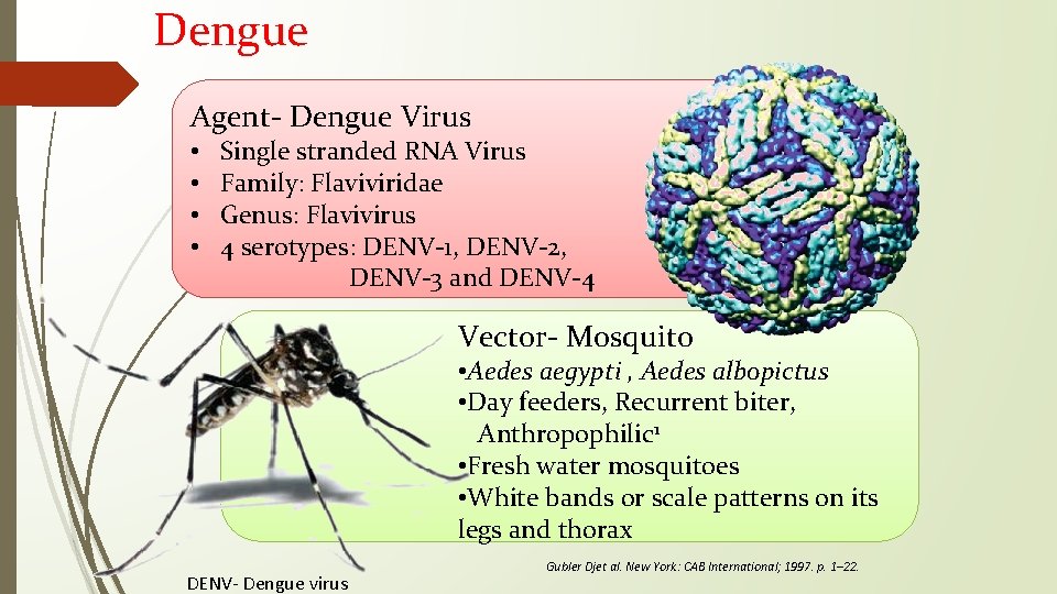 Dengue Agent- Dengue Virus • • Single stranded RNA Virus Family: Flaviviridae Genus: Flavivirus