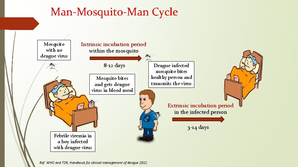 Man-Mosquito-Man Cycle Mosquito with no dengue virus Intrinsic incubation period within the mosquito 8