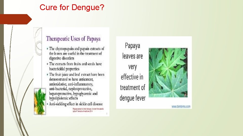 Cure for Dengue? 