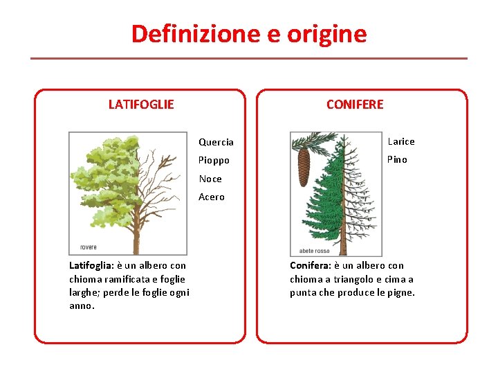 Definizione e origine LATIFOGLIE CONIFERE Quercia Larice Pioppo Pino Noce Acero Latifoglia: è un