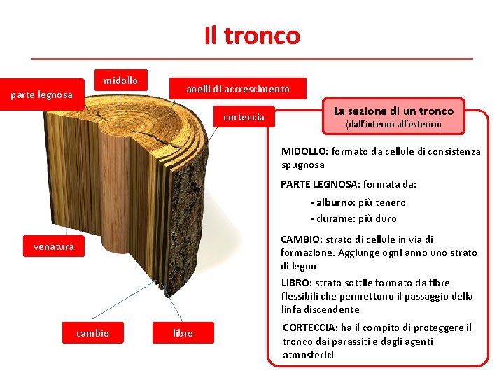 Il tronco midollo parte legnosa anelli di accrescimento corteccia La sezione di un tronco