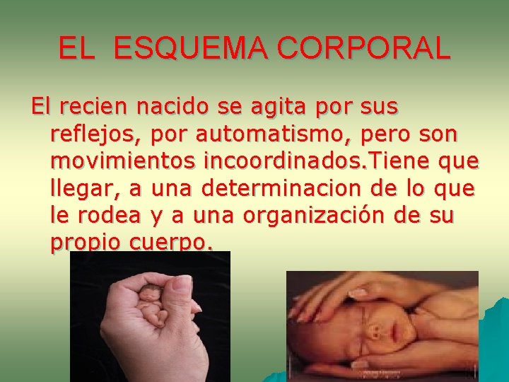 EL ESQUEMA CORPORAL El recien nacido se agita por sus reflejos, por automatismo, pero EL ESQUEMA CORPORAL El recien nacido se agita por sus reflejos, por automatismo, pero