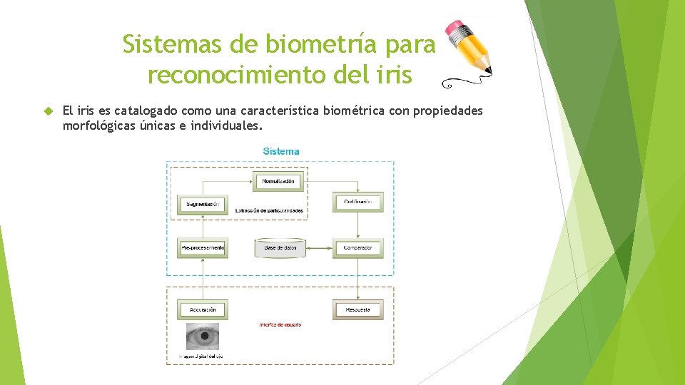 Sistemas de biometría para reconocimiento del iris El iris es catalogado como una característica