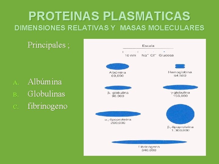 PROTEINAS PLASMATICAS DIMENSIONES RELATIVAS Y MASAS MOLECULARES Principales ; A. B. C. Albúmina Globulinas