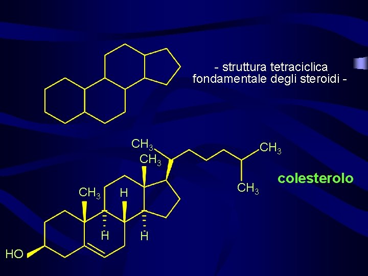  - struttura tetraciclica fondamentale degli steroidi - CH 3 H HO CH 3