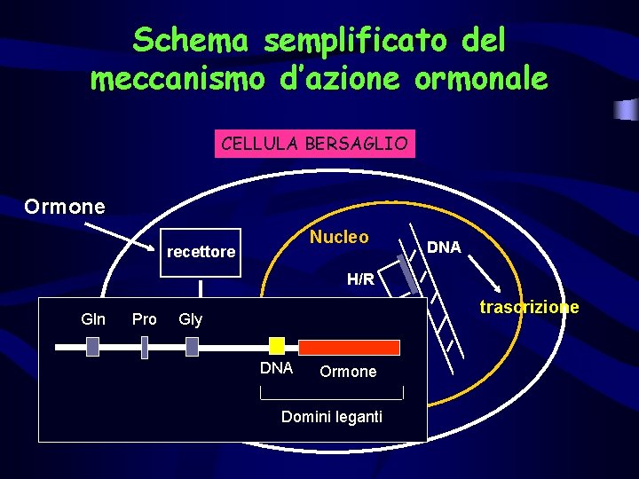 Schema semplificato del meccanismo d’azione ormonale CELLULA BERSAGLIO Ormone Nucleo recettore DNA H/R Gln