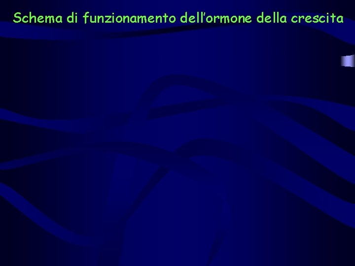 Schema di funzionamento dell’ormone della crescita 