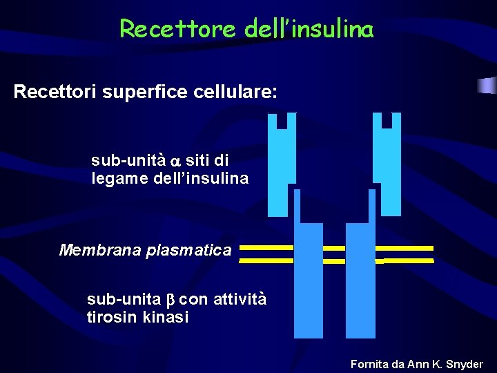 Recettore dell’insulina Recettori superfice cellulare: sub-unità siti di legame dell’insulina Membrana plasmatica sub-unita con