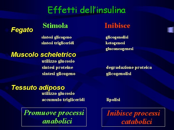 Effetti dell’insulina u Fegato u Muscolo u Tessuto Stimola Inibisce sintesi glicogeno sintesi trigliceridi