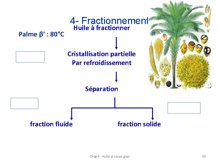 4 - Fractionnement Huile à fractionner Palme β’ : 80°C Cristallisation partielle Par refroidissement