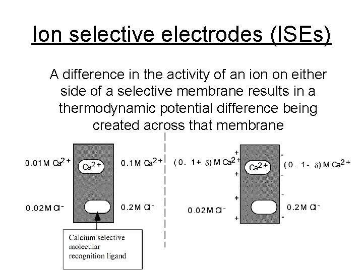 Ion selective electrodes (ISEs) A difference in the activity of an ion on either