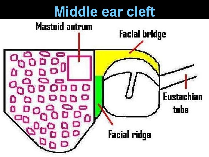 Middle ear cleft Middle ear cleft