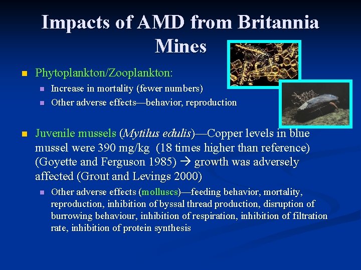 Impacts of AMD from Britannia Mines n Phytoplankton/Zooplankton: n n n Increase in mortality