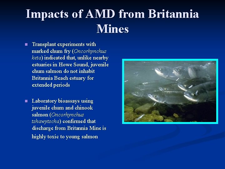 Impacts of AMD from Britannia Mines n Transplant experiments with marked chum fry (Oncorhynchus